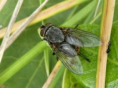 Calliphora stygia