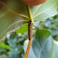 Chrysomela populi