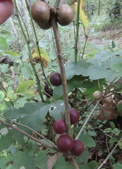 Disholcaspis globosa