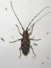 Monochamus obtusus