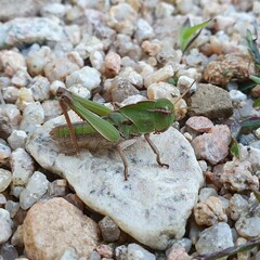Locusta migratoria cinerascens
