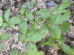 Vaccinium pallidum