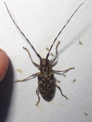 Monochamus obtusus