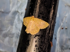 Herochroma subtepens