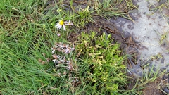 Tripolium pannonicum