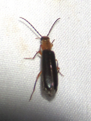 Oedemeridae