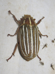 Polyphylla decemlineata