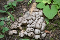 Apioperdon pyriforme