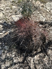 Hamatocactus hamatacanthus hamatacanthus