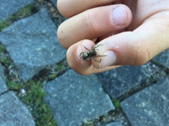 Arctosa perita