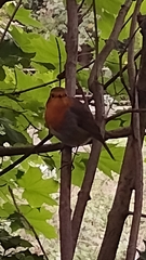Erithacus rubecula