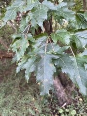 Acer ginnala