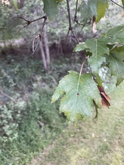 Acer ginnala