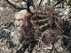 Hamatocactus hamatacanthus hamatacanthus