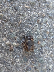Onthophagus nuchicornis