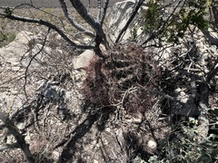 Hamatocactus hamatacanthus hamatacanthus