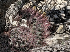 Hamatocactus hamatacanthus