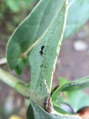 Myrmarachnini