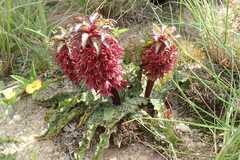 Eucomis vandermerwei