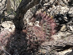 Hamatocactus hamatacanthus