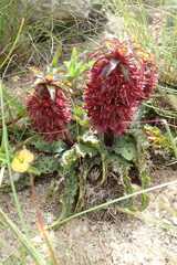 Eucomis vandermerwei