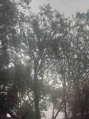 Jacaranda arborea