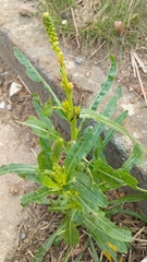 Reseda luteola