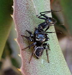 Zenodorus orbiculatus
