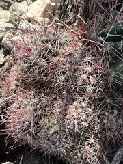 Hamatocactus hamatacanthus hamatacanthus