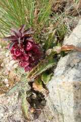 Eucomis vandermerwei