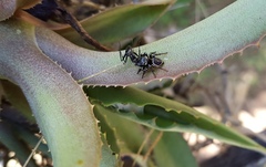 Zenodorus orbiculatus