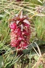 Eucomis vandermerwei