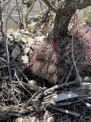 Hamatocactus hamatacanthus hamatacanthus