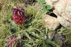 Eucomis vandermerwei