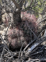 Hamatocactus hamatacanthus hamatacanthus