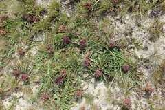 Eucomis vandermerwei