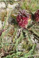 Eucomis vandermerwei