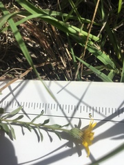 Heterotheca canescens