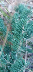 Asparagus capensis