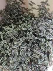 Tradescantia zebrina