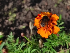 Bombus