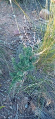 Asparagus capensis