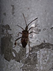 Leptoglossus occidentalis