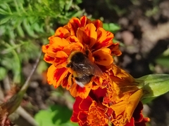 Bombus