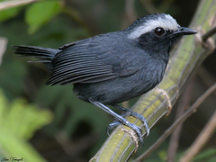 Myrmoborus leucophrys