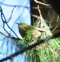 Chlorodrepanis virens wilsoni