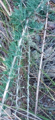 Asparagus capensis