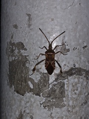 Leptoglossus occidentalis