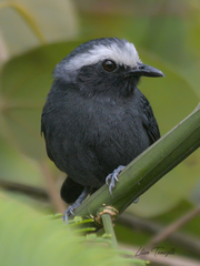 Myrmoborus leucophrys