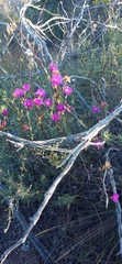 Lampranthus